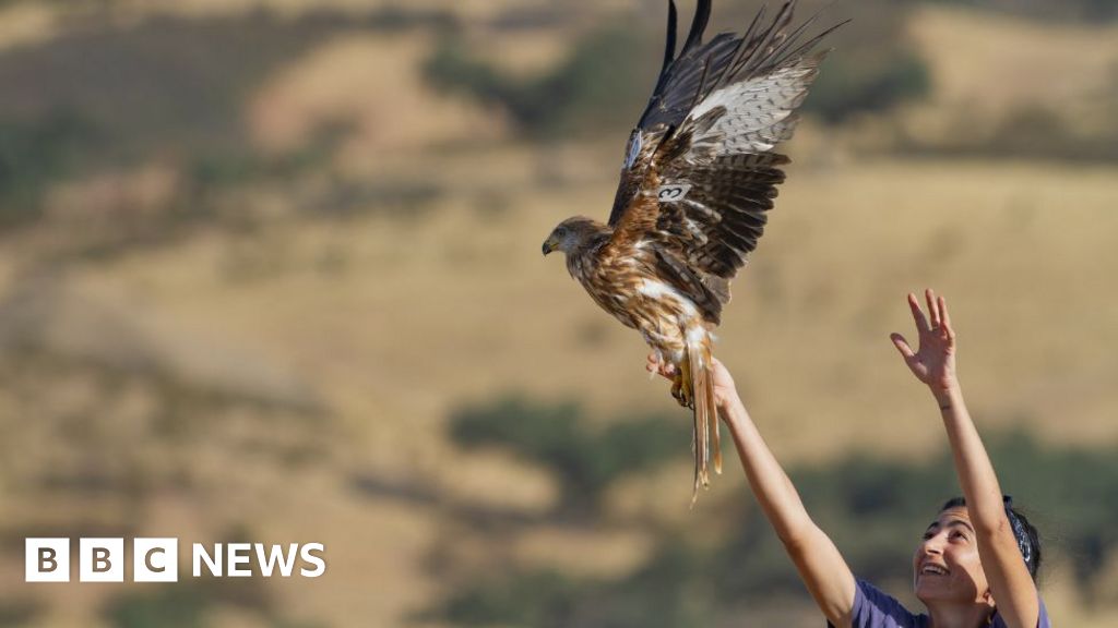 UK Red Kites Help Revive Their Spanish Relatives from the Edge of Extinction – Mirror Brief